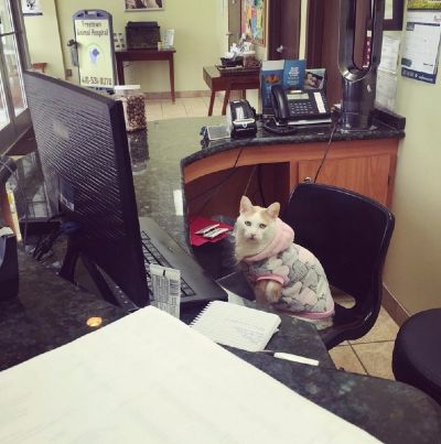 Cat in Chair